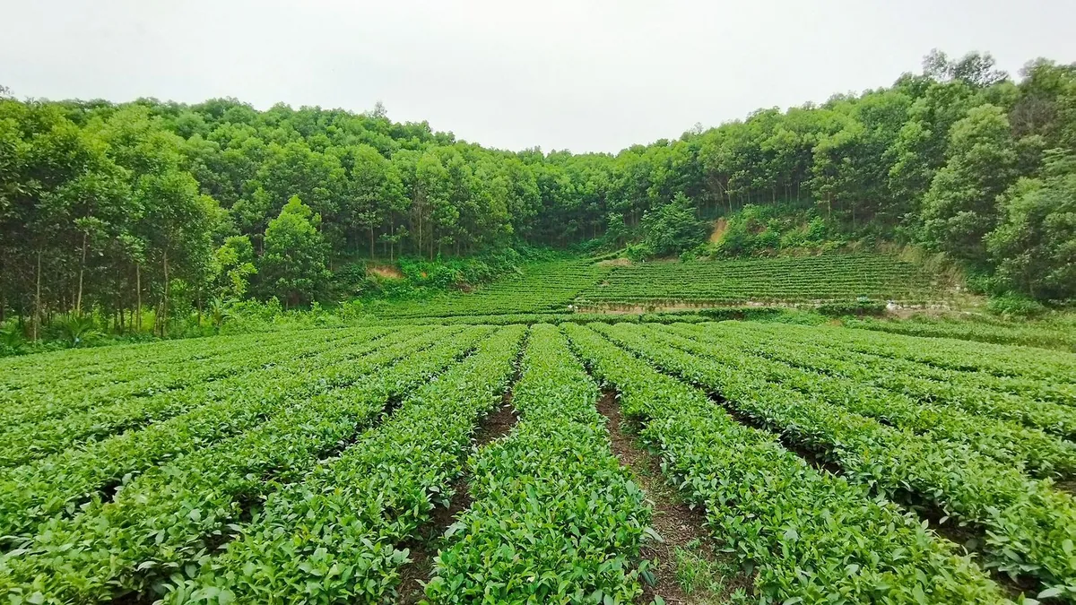 Đồi chè tại Thái Nguyên.
